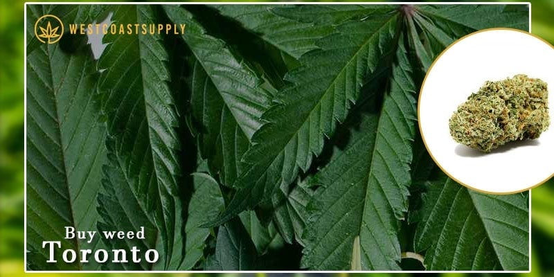Buy weed Toronto