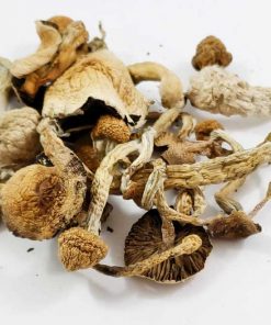 Nepal Chitwan magic mushroom in bulk