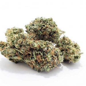 bruce banner marijuana strain in bulk