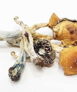 puerto rican magic mushroom capsules in bulk
