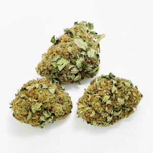 sea warp marijuana strain in bulk nugs