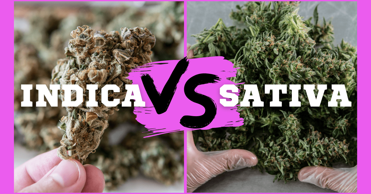 Indica vs Sativa