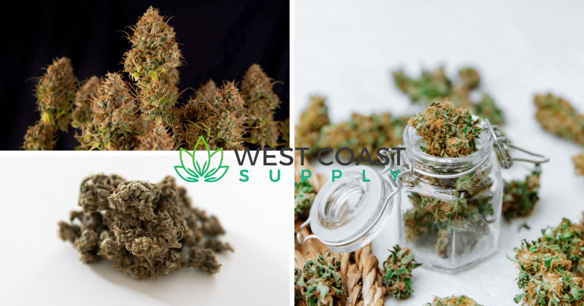 Indica, Sativa, and Hybrid Strains: Learn Basic Facts